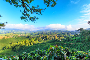 Fototapeta na wymiar Brilliant blue sky view of a Coffee plantation near Manizales in the Coffee Triangle of Colombia.