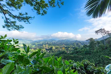 Fototapeten Early morning View of a Coffee plantation near Manizales in the Coffee Triangle of Colombia. © Danaan