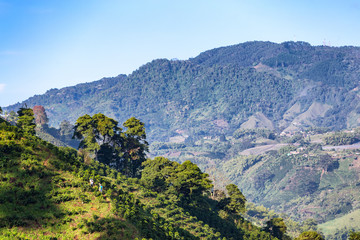 Fototapeta na wymiar Morning light hits the hillside of a Coffee plantation near Manizales in the Coffee Triangle of Colombia.