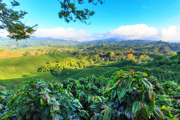 View of a Coffee plantation near Manizales in the Coffee Triangle of Colombia with coffee plants in the foreground.