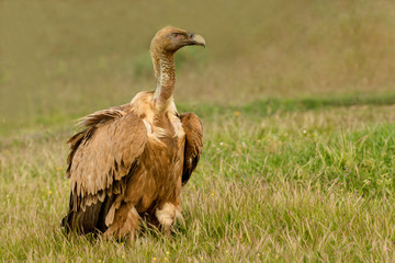 Vulture in the nature