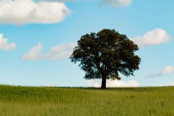 Obraz premium Lonely holm oak in the meadow
