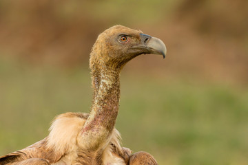 Vulture in the nature