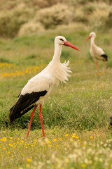 Elegant white stork