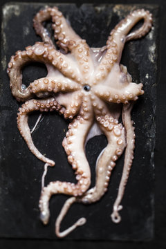 Raw octopus on slate