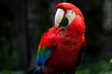 Fototapeta na wymiar Red Parrot