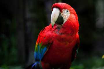 Red Parrot