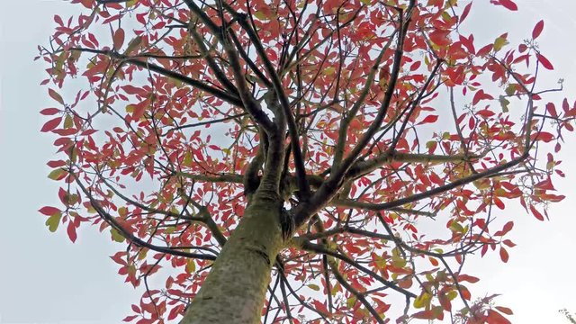 Photinia Baum richtet sich nach einer frostigen Nacht auf - Zeitraffer