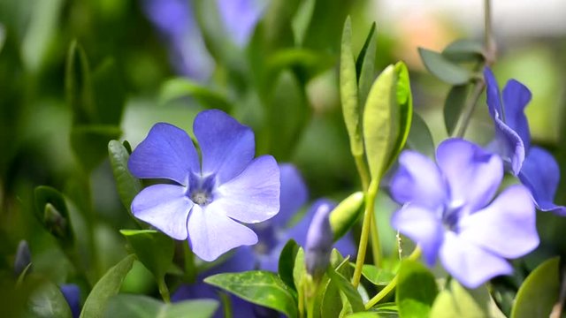 Small periwinkle blue flowers outdoors swaying in the wind