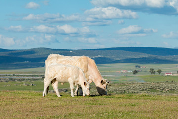 Cows grazing under a beautiful sky