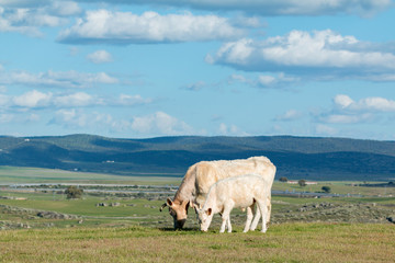 Cows grazing under a beautiful sky