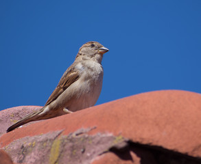 Wild sparrow