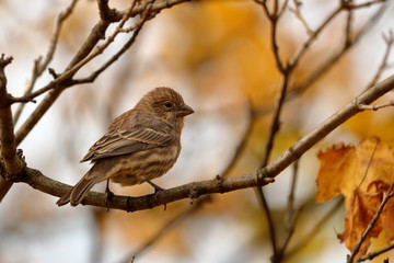 Female House Finch perched in tree with fall leaves.