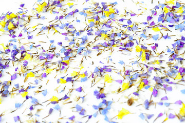 Colorful petal of flower on white background