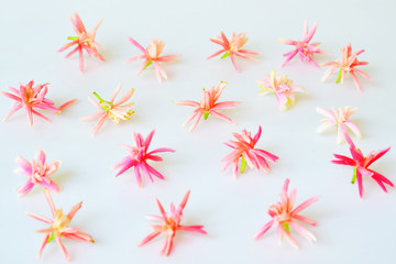Pink flower on white background