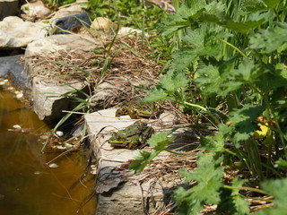 Pond Frog