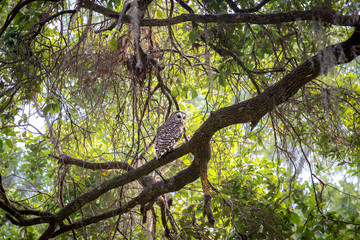 Barred Owl