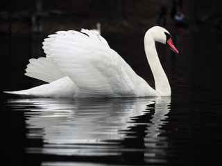 Fototapeta premium White swan at the dark lake background