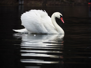 White swan at the dark lake background with beautiful reflecion at the water
