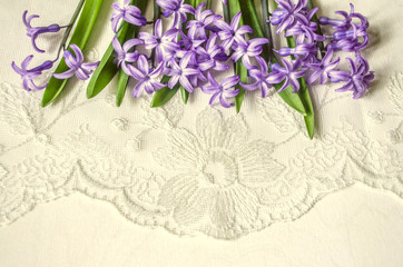 Purple hyacinths lying  top on the white lace background
