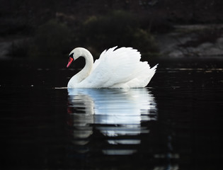 White swan at the dark lake background with the beautiful reflecion at the water