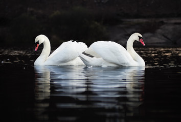 White swans in a beautiful figure at the dark lake background with the beautiful reflecion at the water