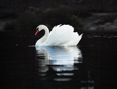 White swan at the dark lake background with the beautiful reflecion at the water