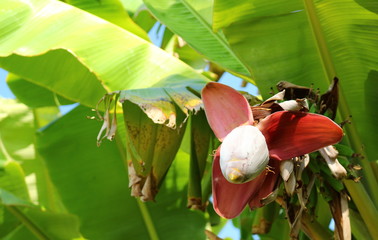 Fresh banana flower