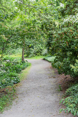 Dirt Path Through Green Forest