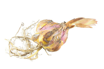 Bulb of garden lily isolated on white background