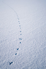 Traces in fresh loose snow