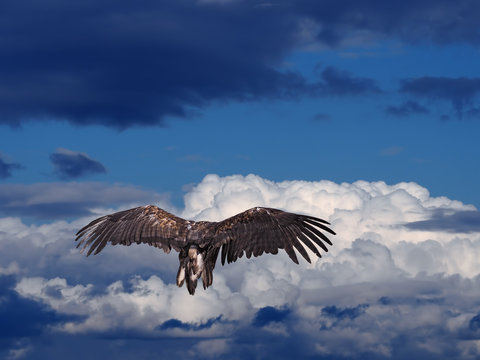 The eagle soars above the clouds high in the blue sky