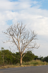 Dead trees on the road.