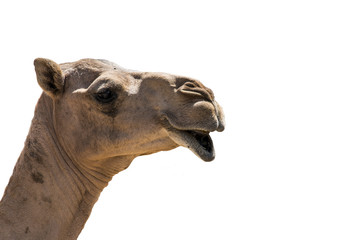 funny looking smiling camel isolated on a white background