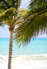 Palm tree leaves against the turquoise water. The Caribbean sea on the background.