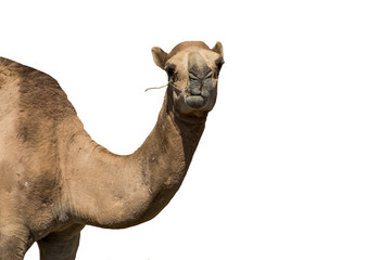 funny looking smiling camel isolated on a white background