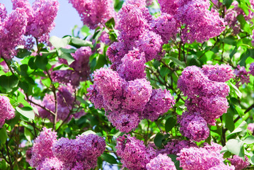 Blooming varietal selection purple lilac (Syrínga). The Sort Of "Zarya Kommunizma" © aleoks