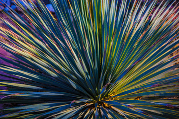 Exotic beautiful green plant with a blur background. Original colorful plant's  texture.