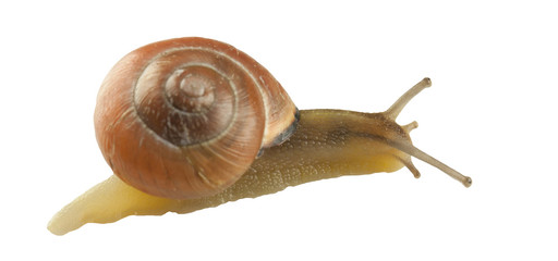 forest snail, Cepaea nemoralis on a white background