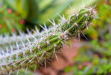 A green spine of a cactus plant showing spikes in a shallow depth of field