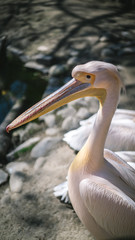 Pelican Lake in the Zoo