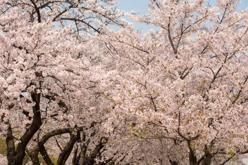 Obrazy  Piękny różowy kwiat wiśni (Sakura)