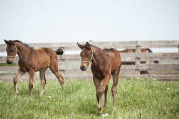 Naklejka na ściany i meble Two month old colts in a green pasture in Kentucky with a board fence in the background.