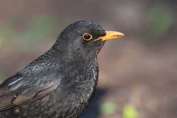 Portrait of Common Blackbird (Turdus merula).Male