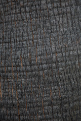 Background with black burnt palm texture. Environment and nature protection concept.
