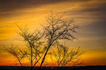 The delicate branches of a tree silhouetted against a vibrant yellow and orange sunset.