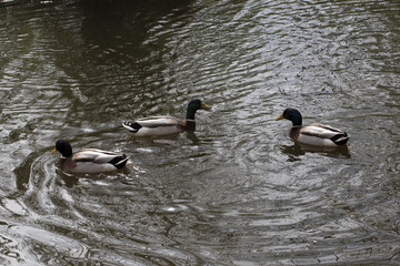Three male Mallards (Anas platyrhynchos)