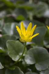 Lesser Celandine ( Ficaria verna or Ranunculus ficaria), close-up