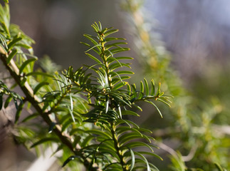 Taxus baccata