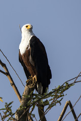 African fish eagle sitting on a dry tree branch on the shore of Lake Victoria on a sunny day